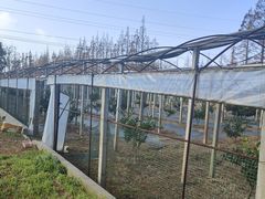 -前小桔亲子创意农场·草莓采摘·露营烧烤