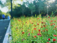 -长春市南湖公园