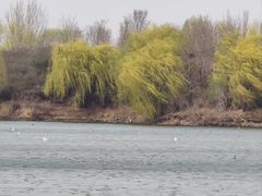 -丁香湖公园