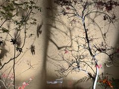 -觀芷隐轩