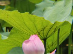 -荔湾湖公园