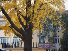 -三里屯东五街银杏大道