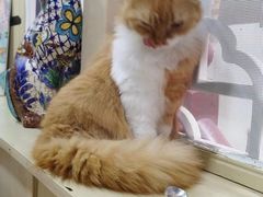 -猫小院猫主题餐厅(南锣旗舰店)
