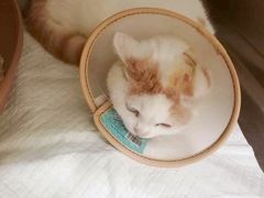 -艾吉宠物医院·疑难杂症转诊中心·猫友好(碧江路院)