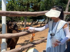 -西霞口神雕山野生动物世界