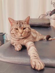 -幸运7纹身刺青Lucky7tattoo