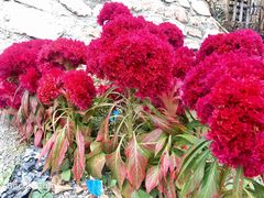 -遵化市禅林寺古银杏风景园
