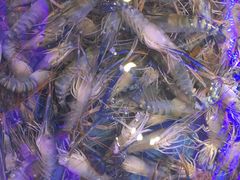 -澜悦港海鲜体验主题餐厅