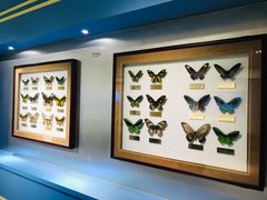 -上海昆虫博物馆