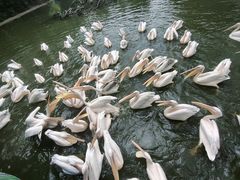 -广州长隆飞鸟乐园