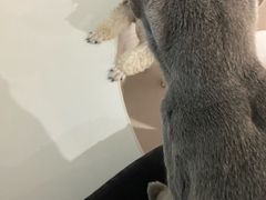 -琪喵猫屋·撸猫猫咖·猫舍