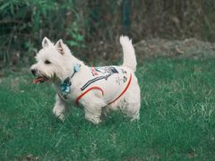 -趣多多宠物公园·宠物训犬学校·宠物寄养