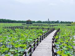 -漩门湾国家湿地公园