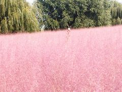 -羊亭河湿地公园