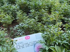 -仁和公园(顺义区)