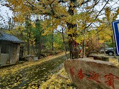 -遵化市禅林寺古银杏风景园