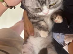 -三花喵·撸猫购宠·宠物生活馆(虹桥南丰城店)