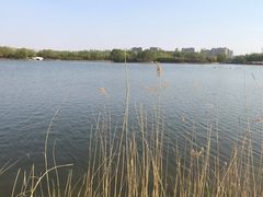 -大兴滨河森林公园