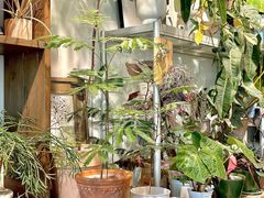-自由生长植物工作室(深港花卉中心店)