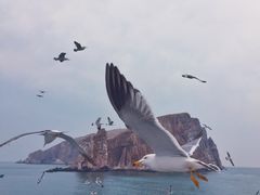 -长岛万鸟岛