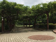 -嘉定紫藤园