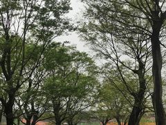 -秀丽东方