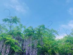 -嘉定紫藤园