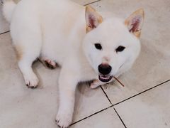 -猫小院猫主题餐厅(南锣旗舰店)