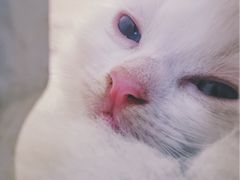 -喵的天空名猫咖啡馆·撸猫·猫舍·用品