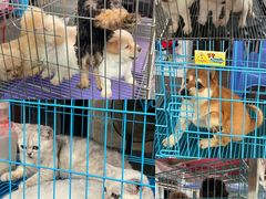 -清平路水族市场