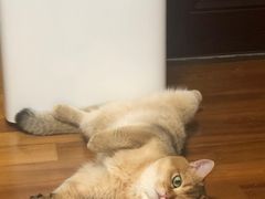 -东方名猫馆·英短金渐层布偶猫舍(环线广场1号楼店)