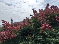 -仙岳公园
