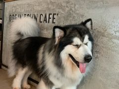 -Dog in Town Ekkamai