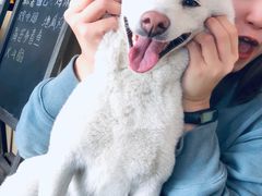 -柴犬高等学院·狗咖·柴犬售卖·宠物训练