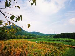 -八卦田遗址公园