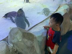 -芜湖新华联大白鲸海洋公园