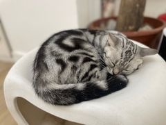 -李小姐の猫咖啡馆(五角场店)