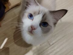 -momokira米努特·德文卷毛猫·棉花面纱犬