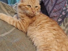 -喵屿·大理花园猫咖