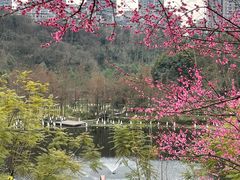-重庆彩云湖湿地公园
