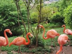 -青岛森林野生动物世界