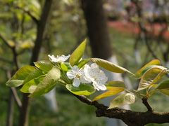 -铁山坪森林公园