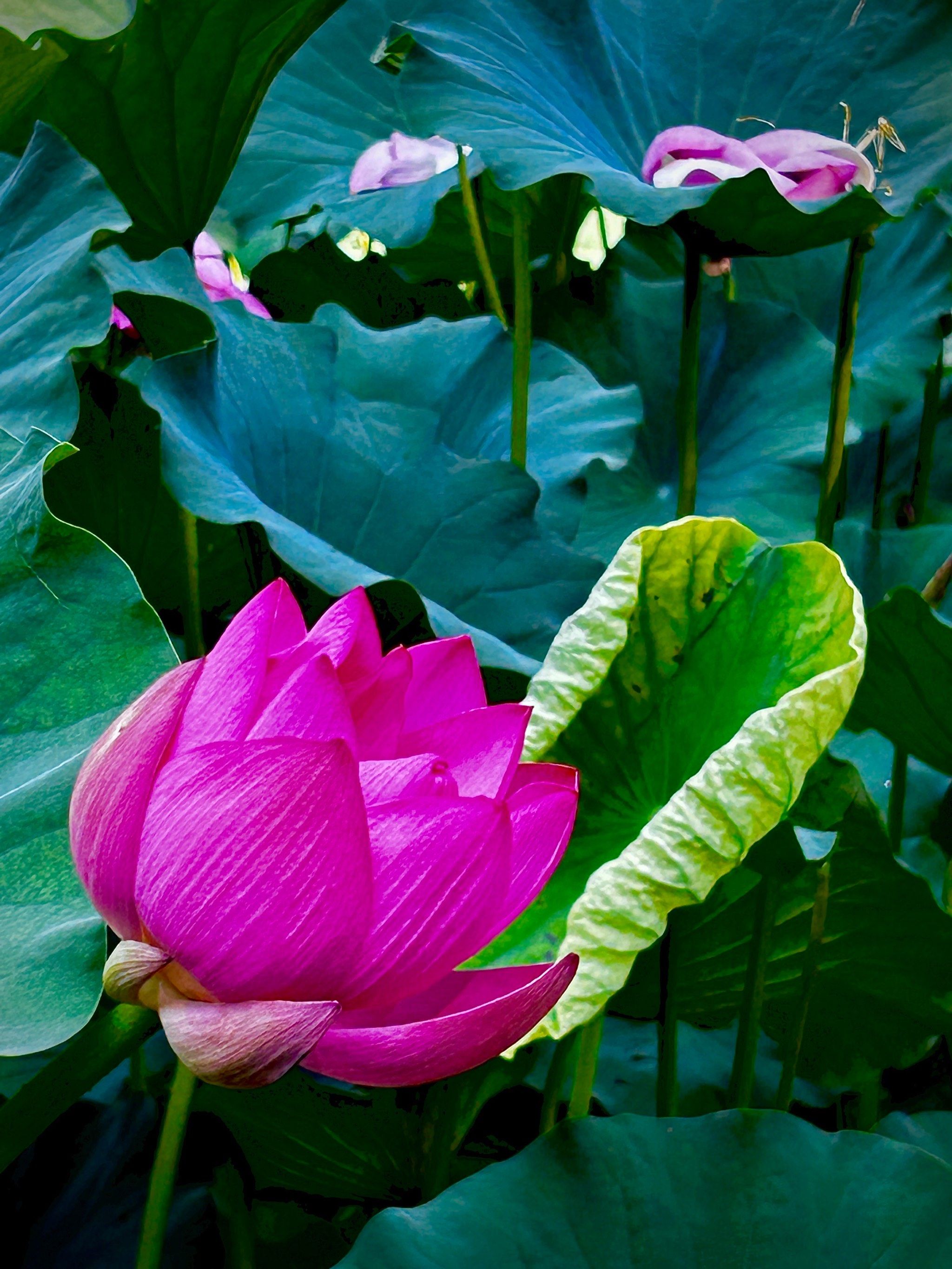 莲花控股(600186)_股票价格_行情_走势图—东方财富网