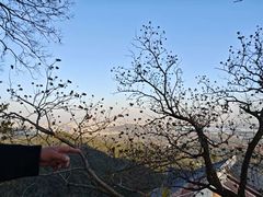 -灵顺寺