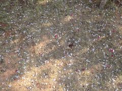 -天适樱花悠乐园