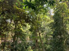 -西双版纳原始森林公园