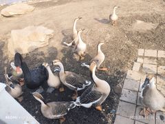 -长春市南湖公园