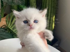 -喵zoo家庭繁育猫舍(尖东智能花园店)