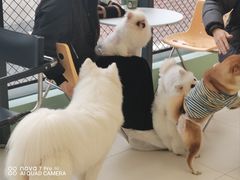 -怪兽屋·羊驼·猫咖·狗咖(俊华广场店)