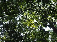 -牛背梁国家森林公园